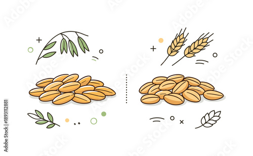 Oats and Barley Elegance. Oats and barley grains. Whole oat and barley grains arranged neatly in a clean composition, calm and natural food illustration mood.