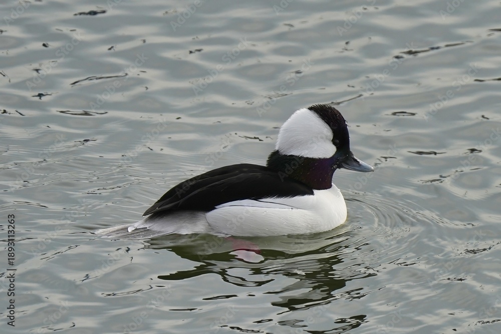 Fototapeta premium The bufflehead (Bucephala albeola) is a small sea duck of the genus Bucephala, the goldeneyes.