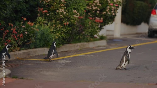 African penguins walk together across city road in Cape Town, returning from famous Boulders Beach colony to their nesting areas. This unique scene shows wild animals sharing urban space with humans