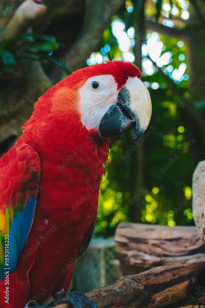 Obraz premium Guacamaya Mexicana