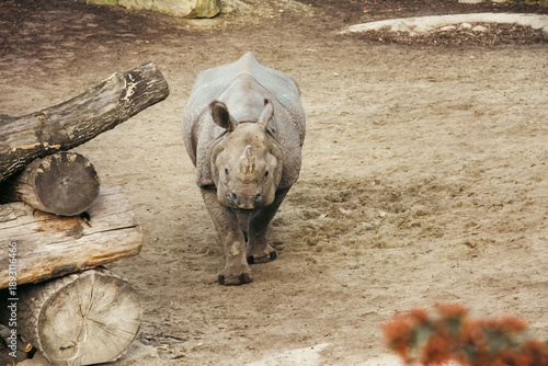 Canvas Print Young rhinoceros walking in an outdoor enclosure at Schönbrunn Zoo in Vienna, Austria