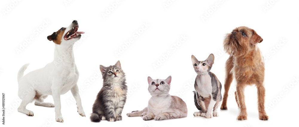 Fototapeta premium Dogs and cats looking at same point on white background