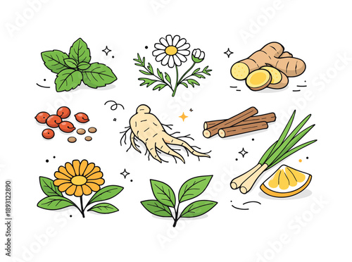 Botanical Tea Ingredients. Botanical tea ingredients. Leaves, roots, and flowers are displayed clearly to highlight purity and variety. Natural health,