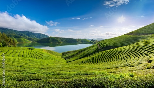 Vibrant Green Tea Plantation Fields Sloping Towards A Beautiful Calm Lake Under A Bright Sunny Afternoon Sky