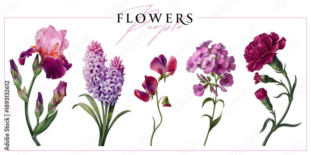 Obraz premium Purple garden flowers isolated on a white background. Vintage painting style illustration.