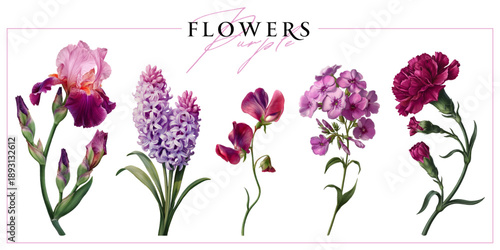 Purple garden flowers isolated on a white background. Vintage painting style illustration.