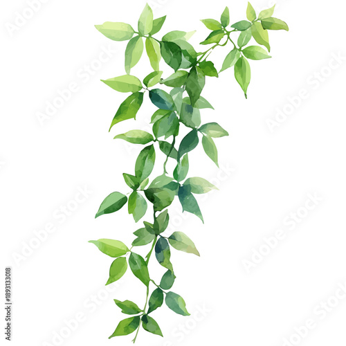 Balsam Vine Branch, watercolor painting capturing graceful lines and soft blended shades, isolated on a white background.