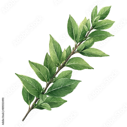 Balsam Branch, watercolor painting capturing graceful lines and soft blended shades, isolated on a white background.