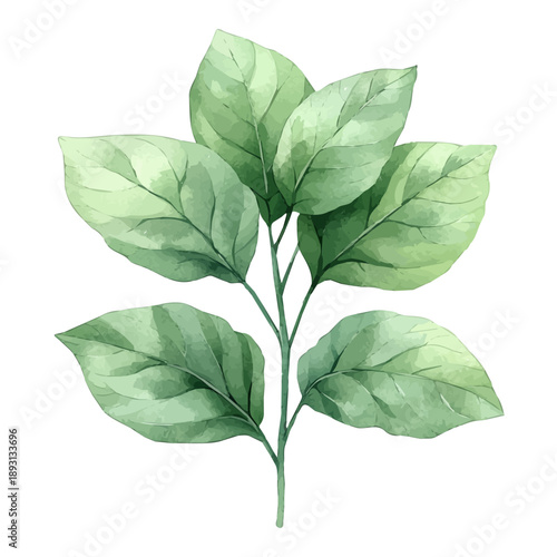 Balsam Branch, watercolor painting capturing graceful lines and soft blended shades, isolated on a white background.