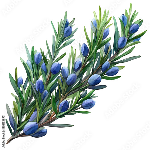 Balsam Branch, watercolor clipart showcasing whimsical details and harmonious color flow, isolated on a white background.
