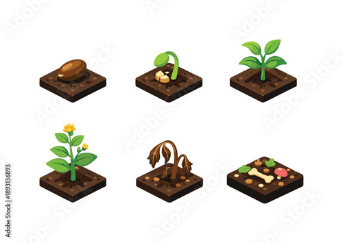Plant Life Stages. LifeCycle. Isometric flat vector icons set of life cycle: seed stage, sprouting stage, growing plant, mature plant, decaying