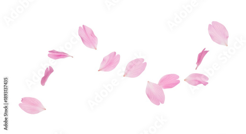 pink petal falling dancing isolated on transparent png