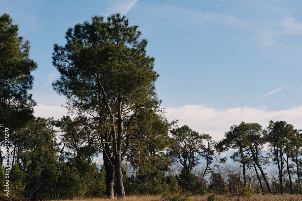 Obraz premium Trees and open meadow beneath a blue sky, a tranquil natural landscape ideal for nature photography and outdoor scenes with calm, inviting light.