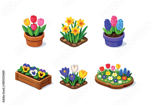 Spring Garden Icons. Spring Garden Flowers. Isometric flat vector icons set of Spring Garden Flowers: blooming tulip pot, daffodil cluster, hyacinth flowers