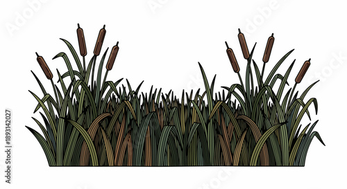 Botanical illustration of cattails and grasses in a marsh scene