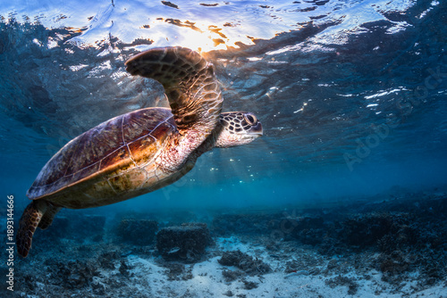 Sea turtle swimming near the surface in clear blue water above coral reef at Lady Elliot Island, Queensland, Australia.