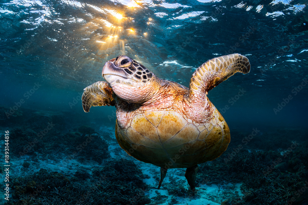 Obraz premium Sea turtle swimming near the surface in clear blue water above coral reef at Lady Elliot Island, Queensland, Australia.