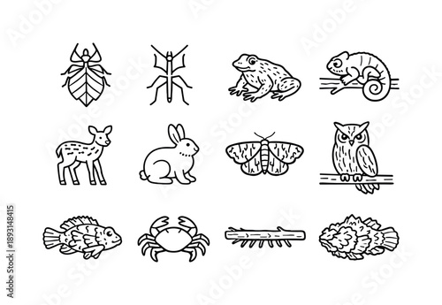 Nature's Camouflage Icons. Camouflage in Nature. Line icon set of Camouflage in Nature: leaf insect, stick insect, camouflaged frog, chameleon on branch,