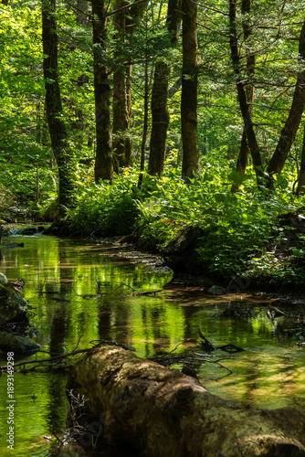 日本の風景・初夏　長野　新緑の上高地
