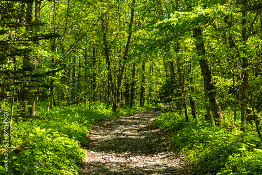 Fototapeta premium 日本の風景・初夏 長野 新緑の上高地