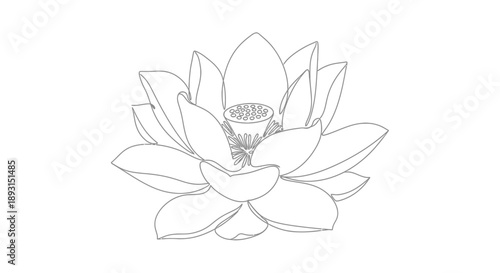 Lotus Flower Illustration Simple Line Art Design.