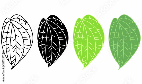 Betel (Piper betle) leaf icon set. vector illustration in thin, line, outline, silhouette. white, black, green leaves