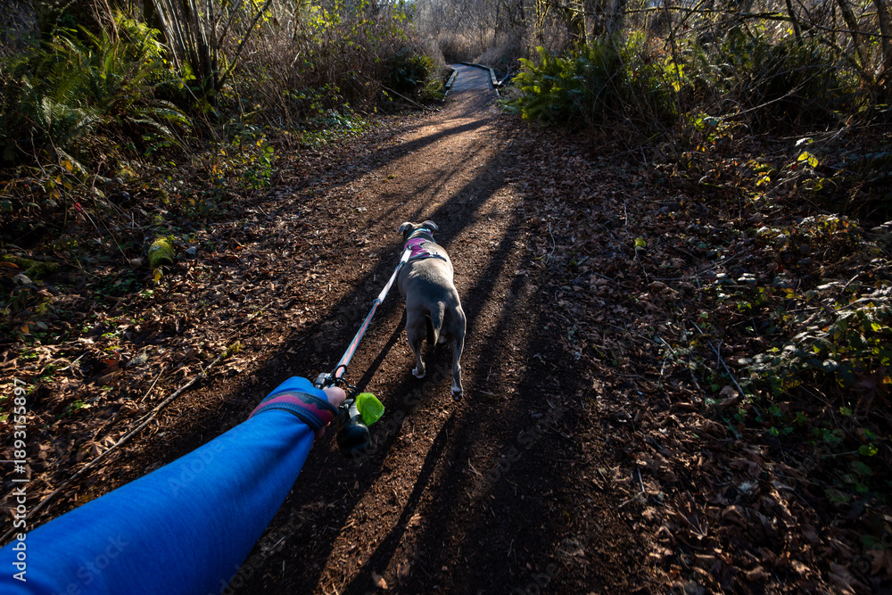 Fototapeta premium Trail through wetland with late afternoon sun and shadows, gray rescue pittie dog in pink harness out for a walk, woman’s hand holding leash, winter exercise 