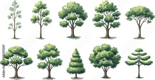 Collection of green trees various shapes species isolated on white background forest park landscape botanical vector illustration set