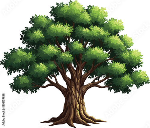 Large green oak tree with dense leafy canopy isolated on white background nature forest botanical vector illustration