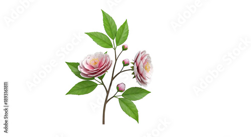 Pink Camellia Flowers and Buds with Green Leaves on Branch