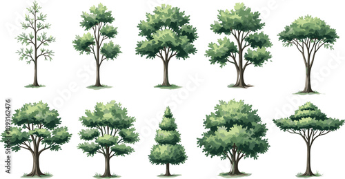 Collection of green forest trees with diverse shapes and lush foliage isolated on white background detailed vector illustration