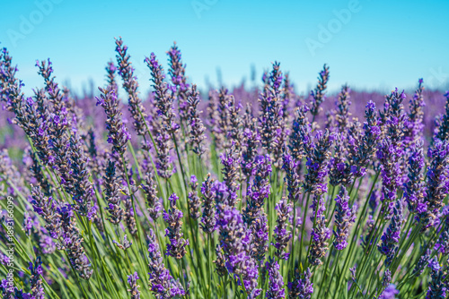 lavender field in Auckland New Zealand