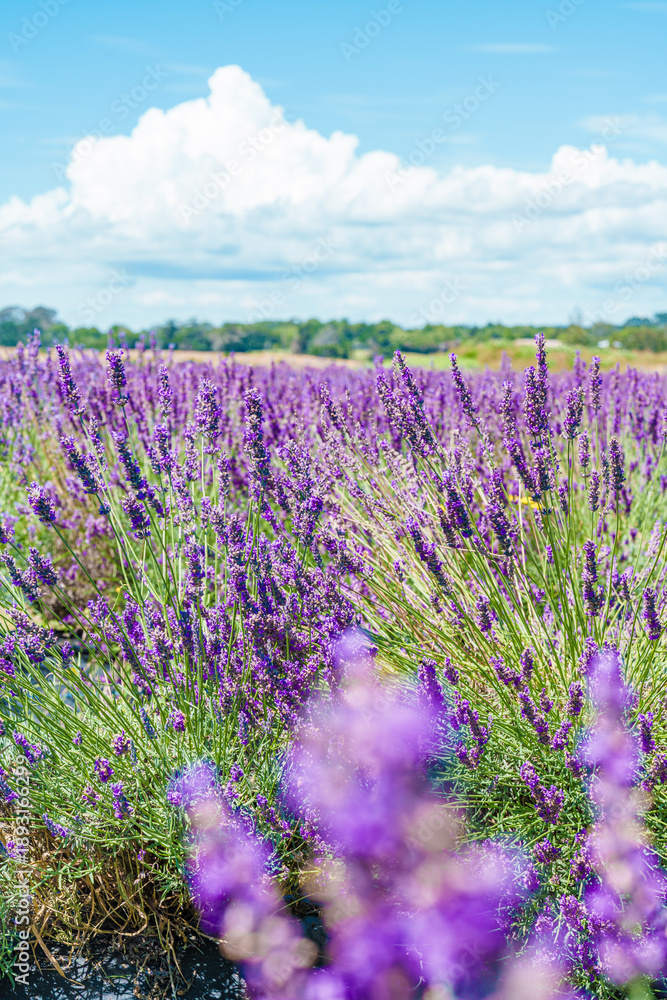 Obraz premium lavender field in Auckland New Zealand