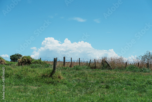 landscape with trees