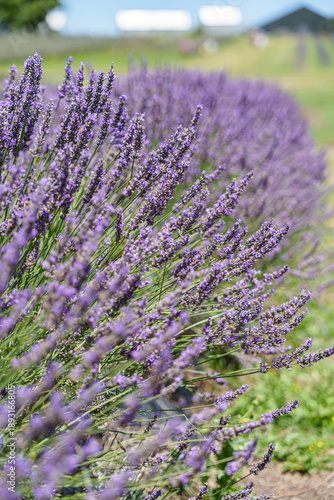 lavender field in Auckland New Zealand