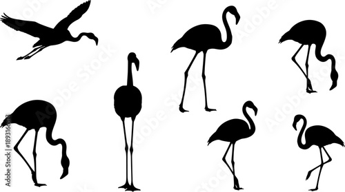 Black flamingo silhouettes collection showing birds standing flying and feeding, elegant wildlife icons isolated for nature design, tropical themes, and vector illustration use