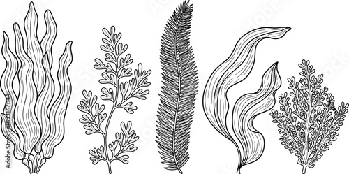 Hand drawn seaweed and algae collection illustration, botanical marine plants line art in vintage style, isolated black and white vector set for ocean, nature, and decorative design use
