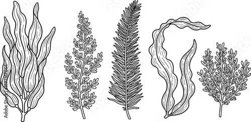 Hand drawn seaweed and algae illustration set featuring marine botanical plants, detailed black and white line art vector isolated for ocean, coastal, nature, and decorative design projects