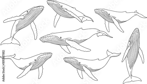 Humpback whale line art illustration set showing multiple swimming poses and views, detailed marine mammal drawings isolated on white background for ocean wildlife design