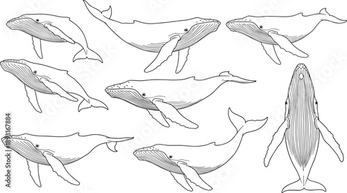 Humpback whale line art illustration set displaying multiple swimming poses and views, detailed hand drawn marine mammal collection isolated on white background for ocean wildlife design