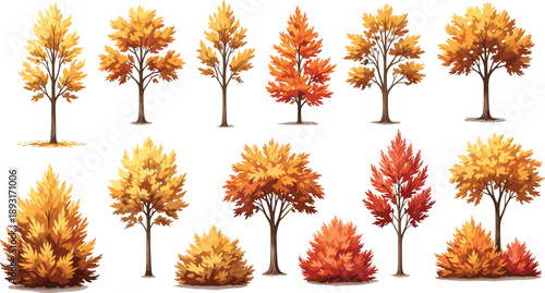 Autumn trees collection with colorful fall foliage isolated seasonal forest plants landscape design elements detailed vector illustration set