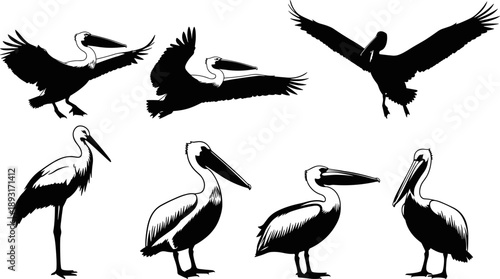 Pelican Bird Silhouette Collection Featuring Flying And Standing Coastal Waterbirds In Dynamic Poses, Minimal Black Vector Illustration Set For Wildlife, Nature, 