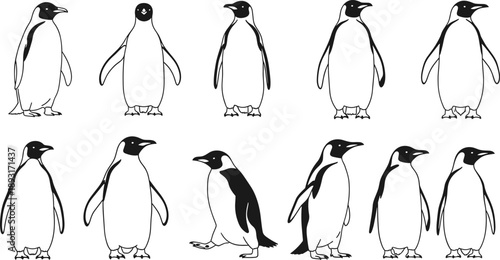 Penguin line art illustration set featuring multiple standing poses, hand drawn black and white Antarctic bird collection isolated on white background for wildlife design