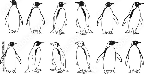Penguin silhouette illustration set showing different standing poses, black and white hand drawn animal collection isolated on white background for design use