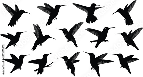 Black hummingbird silhouettes set featuring small tropical birds in flying and perching poses with spreading wings isolated on white background
