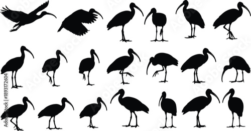 Black ibis bird silhouettes set with long curved beak icons featuring flying and standing poses isolated on a white background,