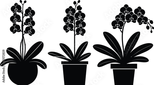 Black and white orchid plant silhouettes in pots, minimalist floral illustrations showing elegant houseplants, botanical decor elements, indoor gardening concepts