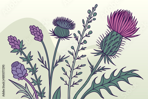 Vibrant hand-drawn vector illustration of three scottish thistles (onopordum acanthium) with purple and green floral details, botanical style artwork