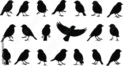 Set of bird silhouettes in different standing and flying poses, black animal figures isolated on white background for nature, wildlife and design elements concepts