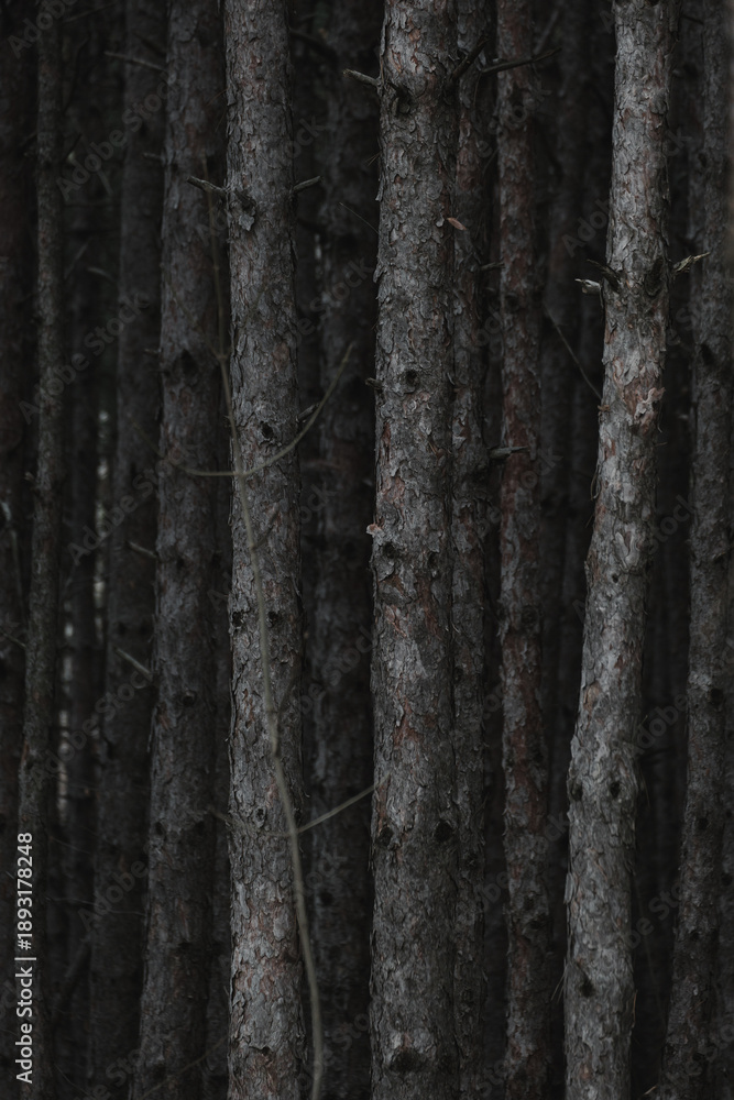 Obraz premium Pinewood forest tree trunks, selective focus on one tree